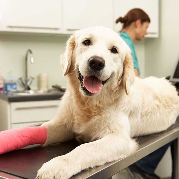 Female Veterinary Surgeon Treating Dog In Surgery