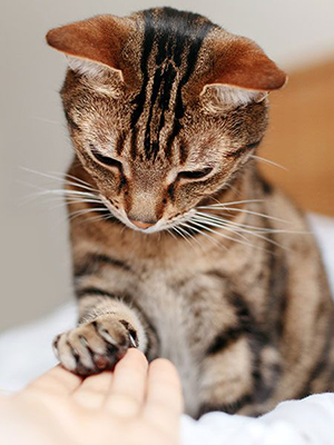 tabby-cat-paw-in-human-hand smaller