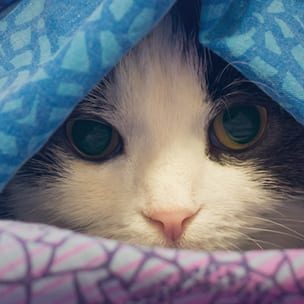 Photo of a cat wrapped in a colorful blanket