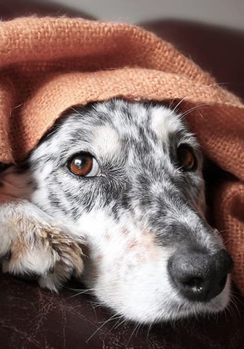Border collie Australian shepherd dog canine pet hiding peeking out from under blanket on couch looking hopeful lonely sick tired bored cute thoughtful uncertain guilty comfortable
