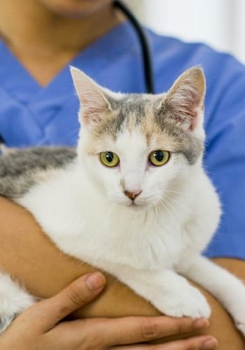 A tortoiseshell cat with yellow eyes being held by a vet in a clinic.